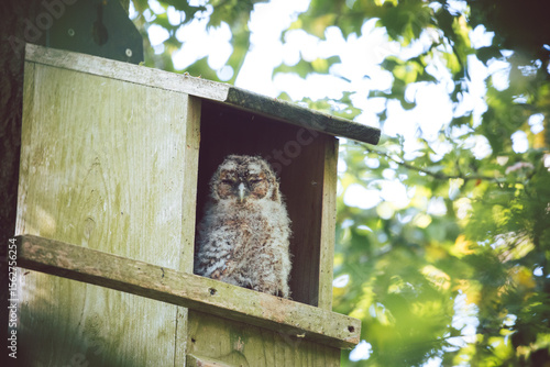 Fluffy tawny owlet in a nest box