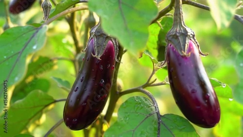 Fresh Eggplant Hanging from the Vine in a Lush Garden with Dew Drops and Green Leaves