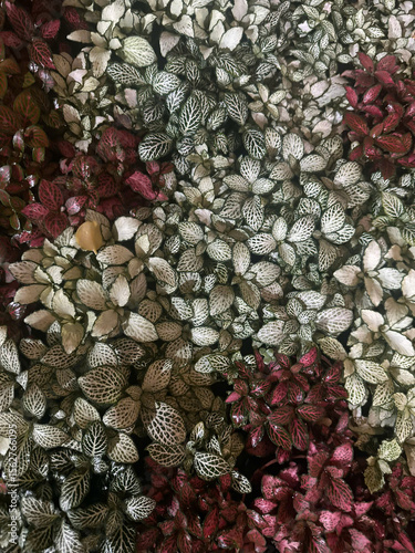 The Patterned Canopy, Botanical Brushstrokes
