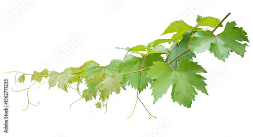 Grape branch on transparent background.Grapevine.