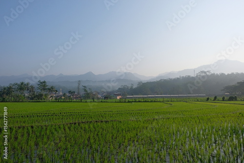 rice fields in rural Indonesia with a beautiful hilly backdrop and minimal air pollution