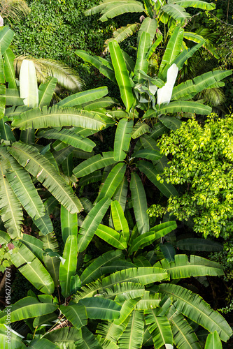 Banana plant in abstract rainforest pattern