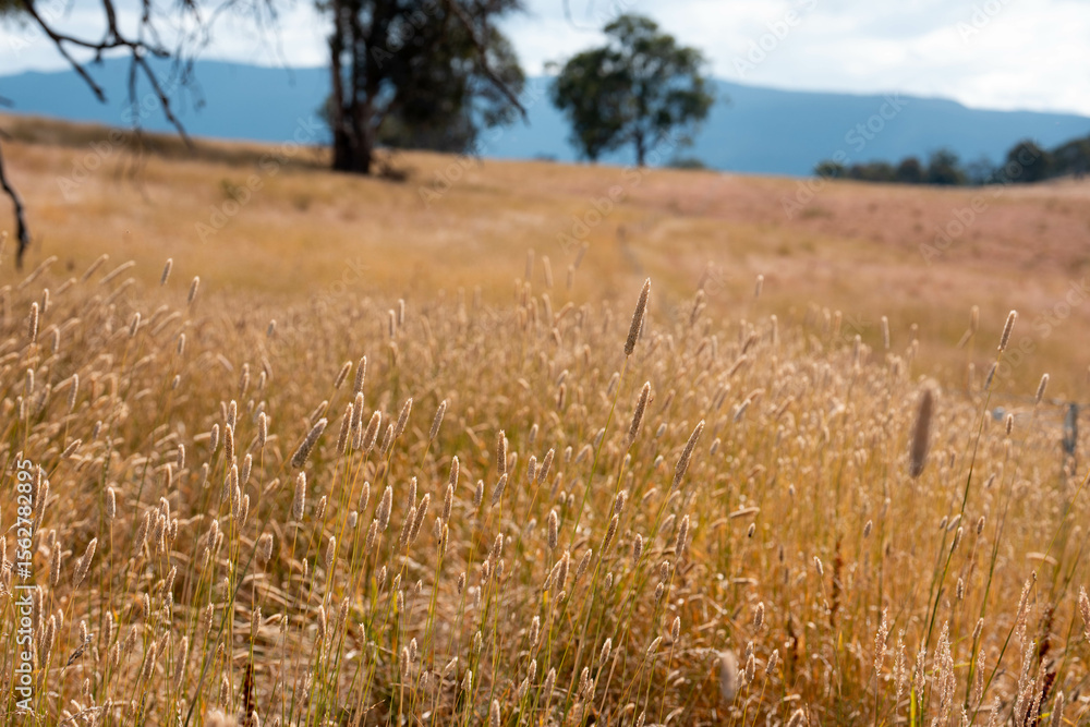 Fototapeta premium long native grasses on a regenerative agricultural farm. pasture in a grassland in the bush in australia in spring in australia