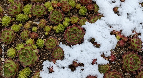 Hens and Chicks Plants Surviving Winter Snow