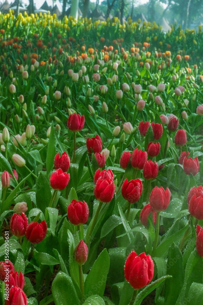 Fototapeta premium Colorful Tulips field in winter or spring,field of tulips in full bloom with various colors like pink, purple, yellow in the garden and pathway,tulip designs card.