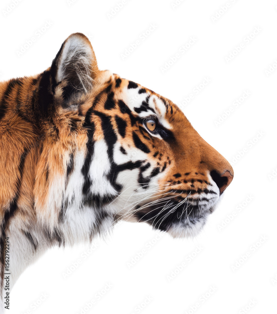Fototapeta premium tiger head profile, isolated on transparent background.