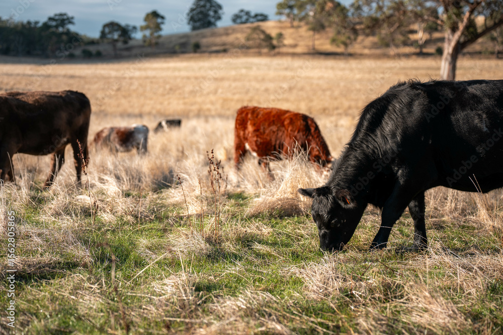 long native grasses on a regenerative agricultural farm. pasture in a grassland in the bush in australia in spring in australia long native grasses on a regenerative agricultural farm. pasture in a grassland in the bush in australia in spring in australia