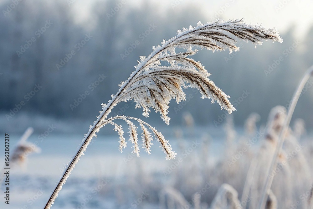 Obraz premium Single Frosty Reed on White Background