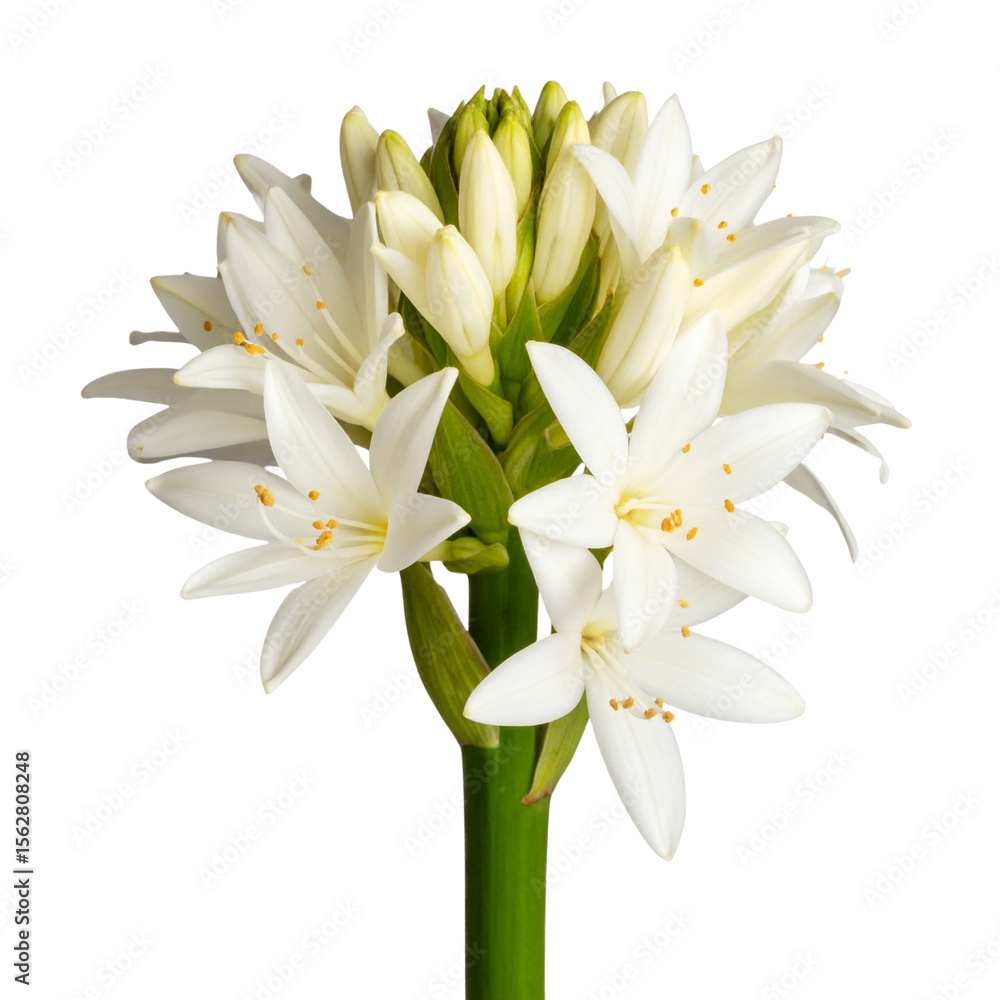 Fototapeta premium Single blooming tuberose flower stalk with white petals, isolated on transparent background PNG