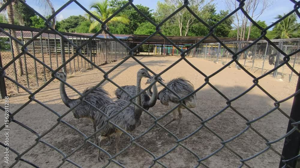 Ostriches in Outdoor Enclosure Wildlife Farm Showcasing Unique Birds and Natures Tranquil Moments with Fascinating Animals Ostriches in Outdoor Enclosure Wildlife Farm Showcasing Unique Birds and Natures Tranquil Moments with Fascinating Animals