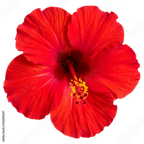  Bright red hibiscus flower in full bloom with long stamen, top view, isolated on transparent background PNG