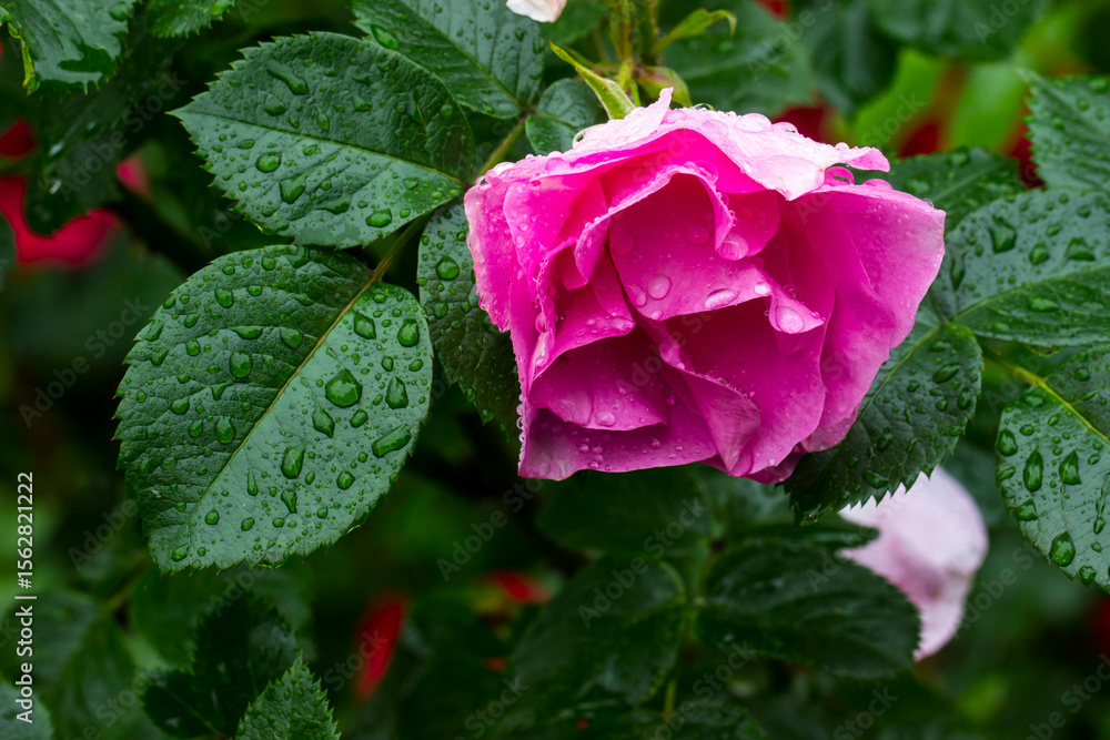 pink roses on a bush with raindrops and dew on a blurred background with bokeh. space for text. colorful flower photography. close-up. beautiful screensaver pink roses on a bush with raindrops and dew on a blurred background with bokeh. space for text. colorful flower photography. close-up. beautiful screensaver