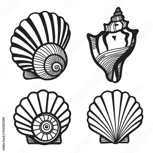 Decorative shellfish shells ornament set vector illustrations in black and white