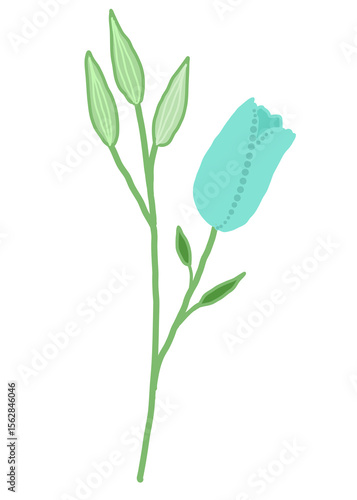 green plant isolated on white