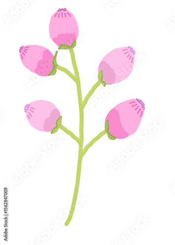 pink magnolia flower