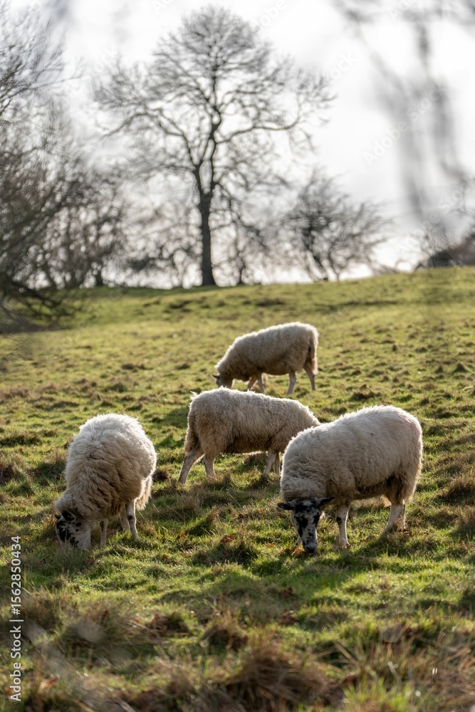 Fototapeta premium Sheep Grazing on a Hillside