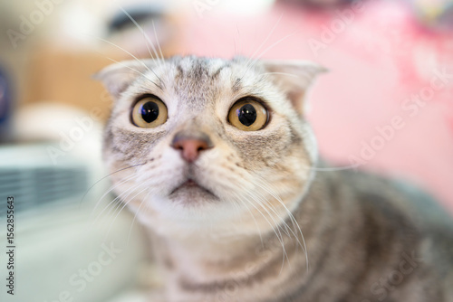 Close up of confused cat face