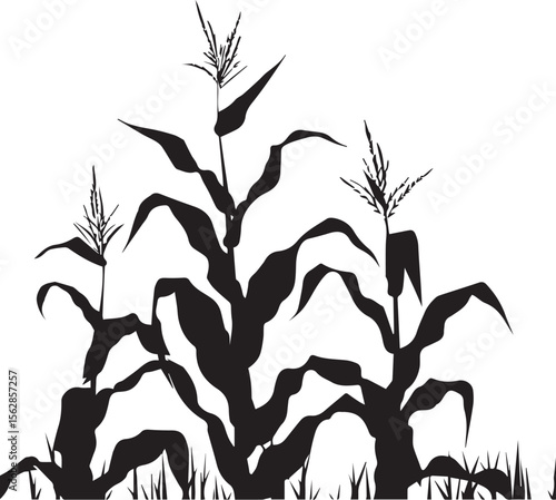 Silhouette of growing corn with leaves black on white background 