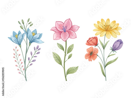 Colorful Watercolor Flower Illustrations Birth Month Blooms
