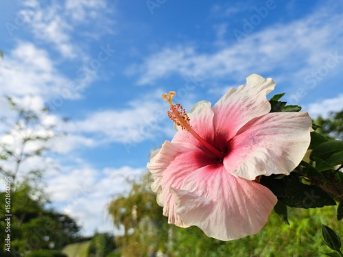 White and Pink Flower – White and Pink Hibiscus Flower in full bloom (Malvaceae family), illuminated by the evening sun, with the pale blue sky and greenery in the background.