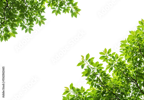 Green leaves on branches are isolated on a transparent background, creating a natural frame with a png alpha channel