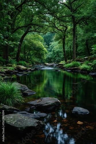 Tranquil forest stream