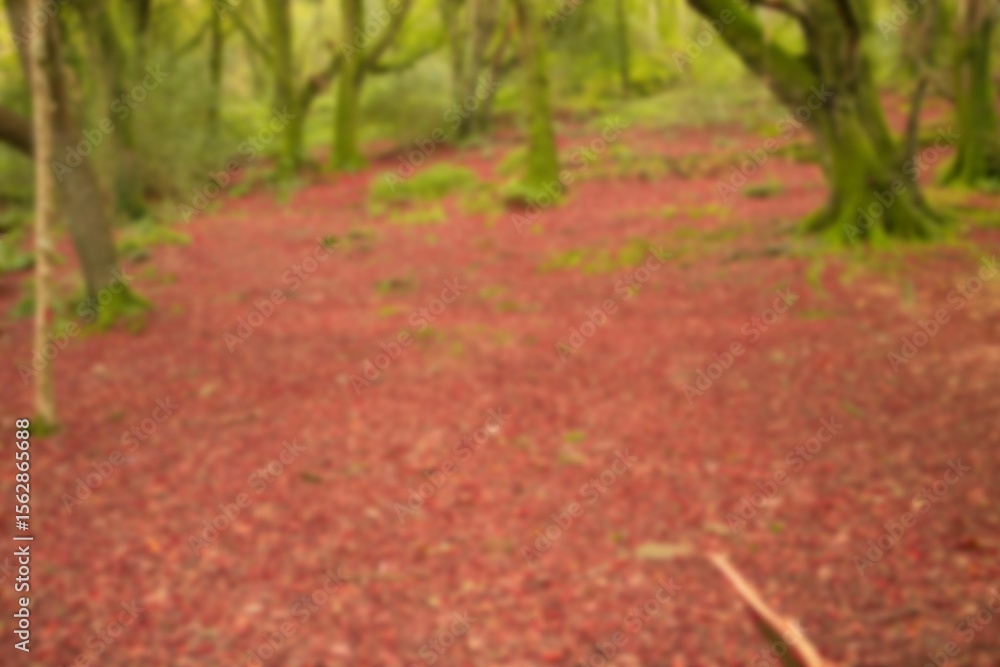 Fototapeta premium High angle view of forest