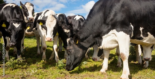 Cows grazing on field at farm