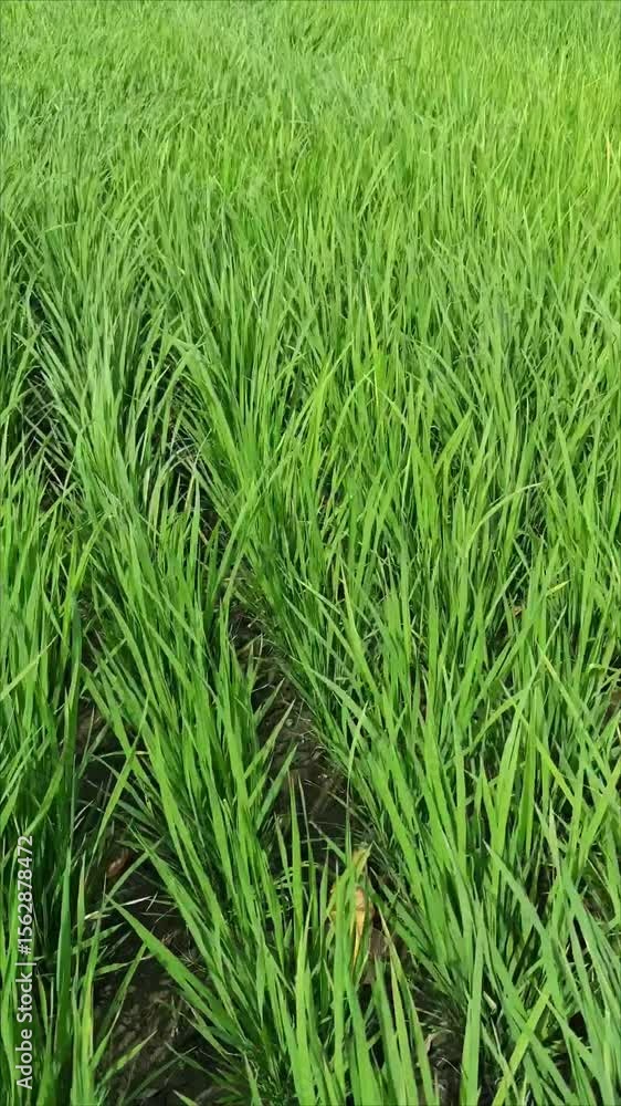 Paddy fields blown by the wind, part 3 Paddy fields blown by the wind, part 3