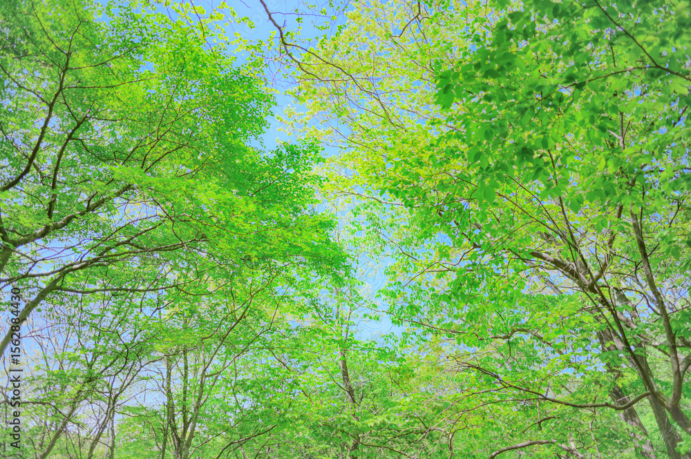 Fototapeta premium 森を見上げる癒しの風景