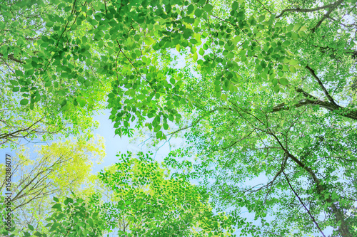 緑の葉が揺れる山の中