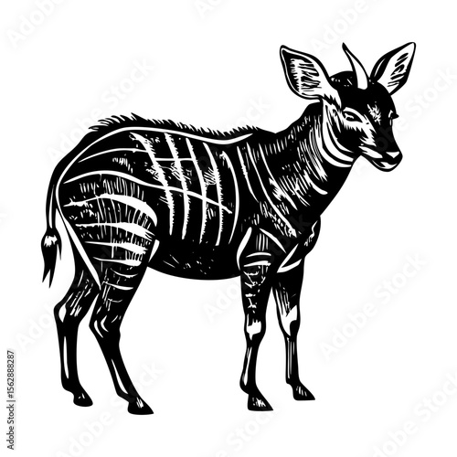 A vintage style illustration showing bongo animal