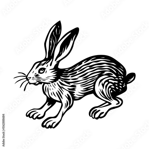A vintage style illustration showing wild rabbit