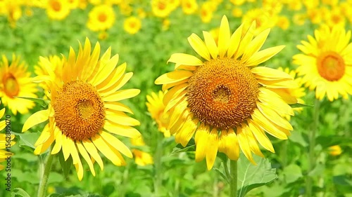 風に揺れるヒマワリの動画素材
