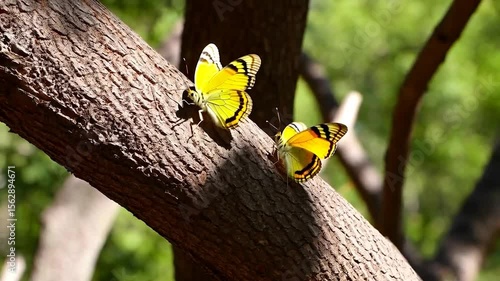 Yellow butterflies on tree branch