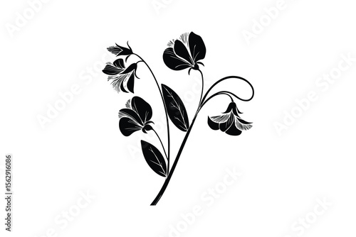 Elegant Sweet Pea Flower Branch Black and White Silhouette