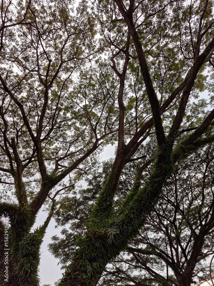 Naklejka premium trees and sky