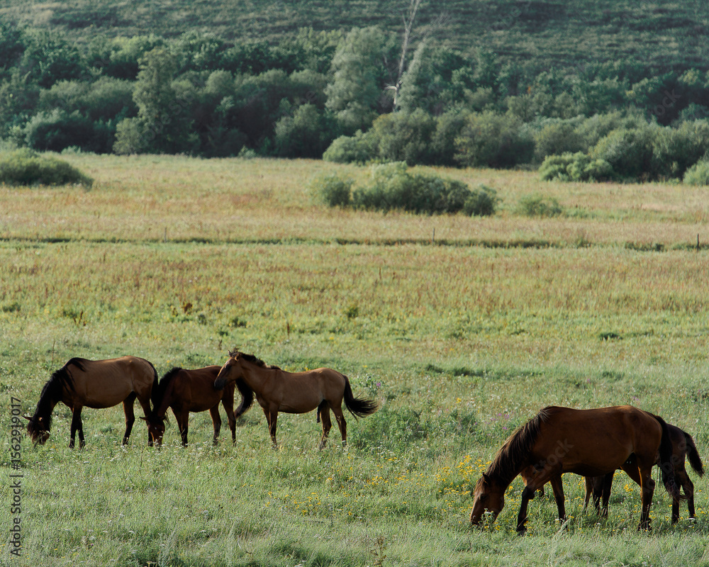 Obraz premium A group of horses grazes peacefully in a vibrant green meadow, enjoying the warm late afternoon sun. In the background, more horses can be seen leisurely wandering around.