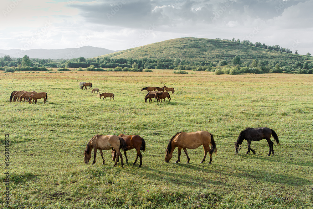 Obraz premium A group of horses grazes peacefully in a vibrant green meadow, enjoying the warm late afternoon sun. In the background, more horses can be seen leisurely wandering around.