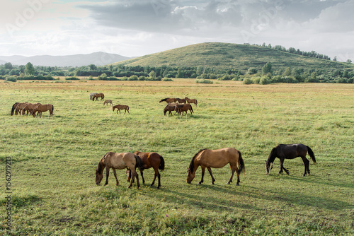 A group of horses grazes peacefully in a vibrant green meadow, enjoying the warm late afternoon sun. In the background, more horses can be seen leisurely wandering around.