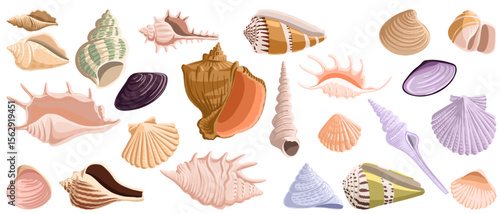 vector drawing set of sea shells isolated at white background, hand drawn illustration