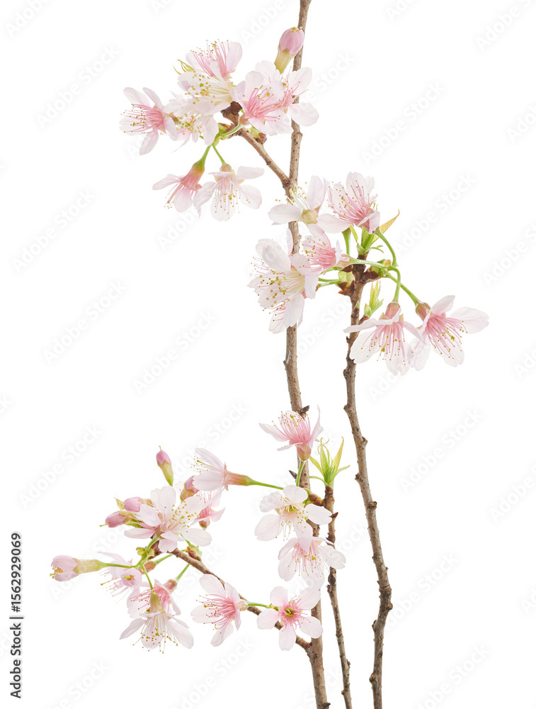 Naklejka premium Prunus cerasoides flower, Wild Himalayan cherry plants, isolated on white background