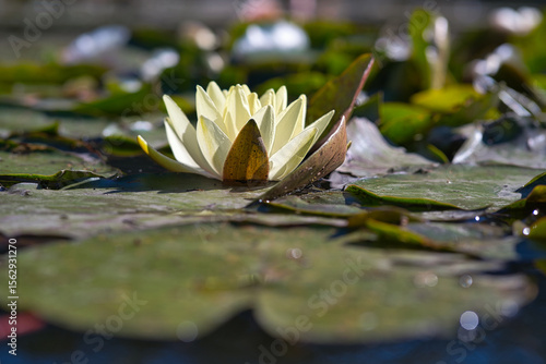 Lilie Wodne na stawie