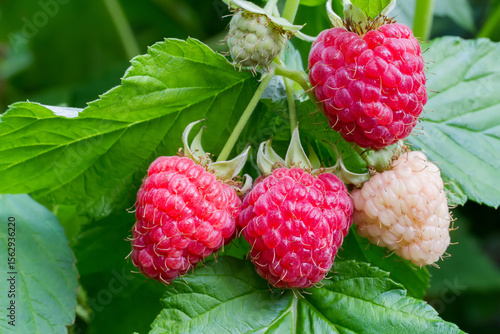 Large natural raspberries on a bush in the garden. Ripe raspberries close-up.