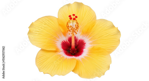 Wallpaper Mural Yellow Hibiscus Flower On Black Background Torontodigital.ca