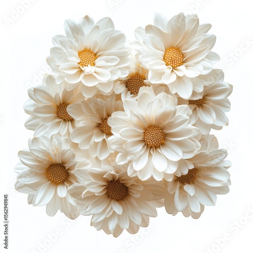 A bouquet of white daisies, isolate on white background.