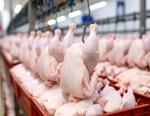 Raw chicken carcasses hanging and arranged in red plastic crates in a food processing facility.