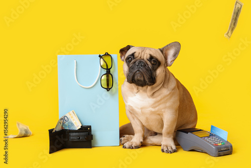 Cute French bulldog sitting...