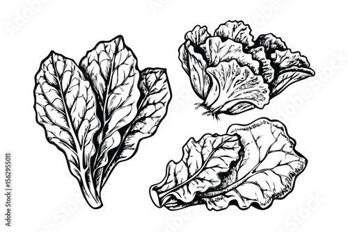 Leafy Greens Vector Engraving Set. Detailed Monochrome Botanical Illustrations of Salad Leaves. Vintage Engraving Style Icons & Symbols