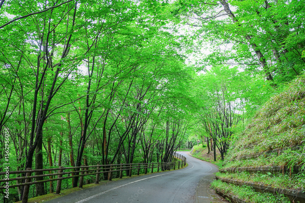 Naklejka premium しっとりと濡れる初夏の森林道